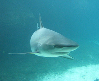 shark